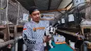 Manfaatkan Bekas Kandang Sapi, Buruh Pabrik di Probolinggo Hasilkan Cuan dari Budidaya Kelinci Hias