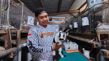 Manfaatkan Bekas Kandang Sapi, Buruh Pabrik di Probolinggo Hasilkan Cuan dari Budidaya Kelinci Hias