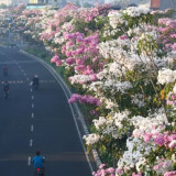 Bak Suasana di Jepang! Deretan Jalanan Kota di Indonesia yang Diselimuti Bunga Tabebuya