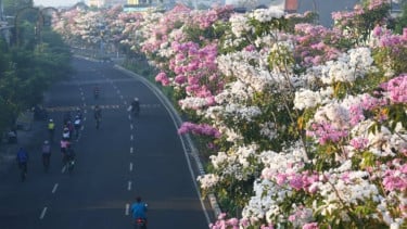 Bak Suasana di Jepang! Deretan Jalanan Kota di Indonesia yang Diselimuti Bunga Tabebuya