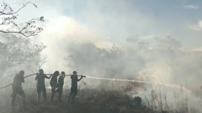Kabut Asap Karhutla Papua Ganggu Penerbangan, Mengapa Kini Jadi Ancaman Keamanan Nasional?