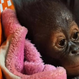 Bayi Orangutan Ditemukan Lemas di Kutai Timur, BKSDA Ungkap Kondisi Terkini dan Penanganannya