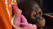 Bayi Orangutan Ditemukan Lemas di Kutai Timur, BKSDA Ungkap Kondisi Terkini dan Penanganannya
