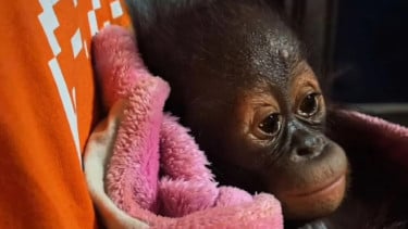 Bayi Orangutan Ditemukan Lemas di Kutai Timur, BKSDA Ungkap Kondisi Terkini dan Penanganannya
