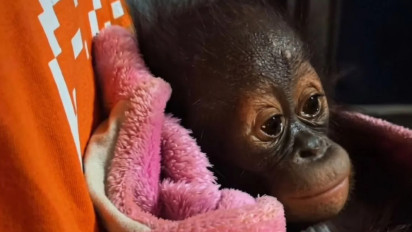 Bayi Orangutan Ditemukan Lemas di Kutai Timur, BKSDA Ungkap Kondisi Terkini dan Penanganannya