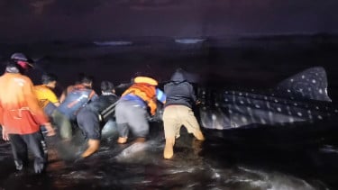 Hiu Tutul Ukuran 6 Meter Terdampar di Pantai Parangkusumo Bantul, Air Laut Surut dan Tubuh Jumbo Hambat Evakuasi
