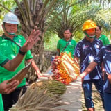 Tingkatkan Produktivitas, Petani Swadaya Kaltim Dilatih Praktik Budidaya Sawit Berstandar Industri