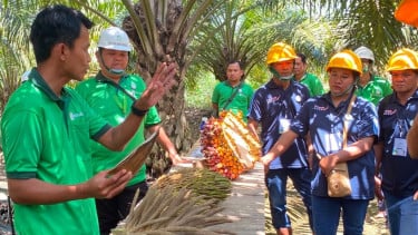 Tingkatkan Produktivitas, Petani Swadaya Kaltim Dilatih Praktik Budidaya Sawit Berstandar Industri