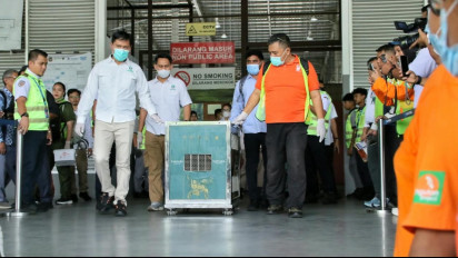 “ROCKY" Orangutan Sumatera Korban Perdagangan Ilegal Dipulangkan dari India