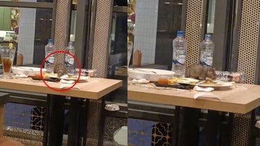 Viral Pelanggan Pergoki Tikus di Atas Meja Restoran Terkenal Sedang Curi Makanan, Netizen: The Real Ratatouille