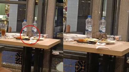 Viral Pelanggan Pergoki Tikus di Atas Meja Restoran Terkenal Sedang Curi Makanan, Netizen: The Real Ratatouille