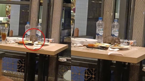 Viral Pelanggan Pergoki Tikus di Atas Meja Restoran Terkenal Sedang Curi Makanan, Netizen: The Real Ratatouille