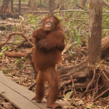 Viral! Tingkah Menggemaskan Orang Utan Ini Curi Perhatian setelah Terdampak Karhutla