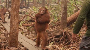 Viral! Tingkah Menggemaskan Orang Utan Ini Curi Perhatian setelah Terdampak Karhutla
