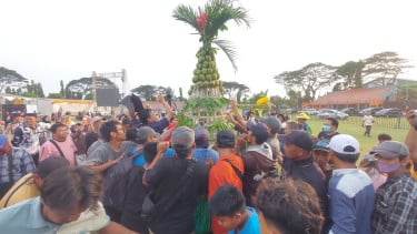 Ratusan Warga Kota Probolinggo Berebut 50 Gunungan Mangga di Festival Mango Carnival