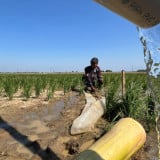 Memutus Kutukan Kemarau, Listrik Pertamina Menghidupkan Sawah di Desa Jatimunggul Indramayu