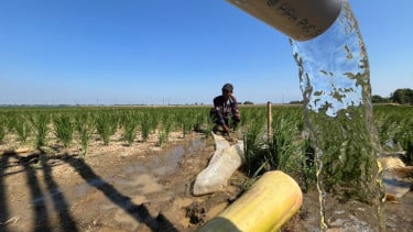 Memutus Kutukan Kemarau, Listrik Pertamina Menghidupkan Sawah di Desa Jatimunggul Indramayu
