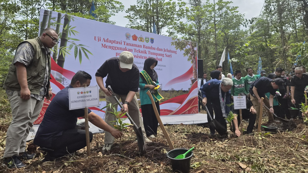 Cara Alami Pulihkan Lahan Gambut Akibat Karhutla, BPGMN: Satu Rumpun Bambu Simpan 5.000 Liter Air
            - galeri foto