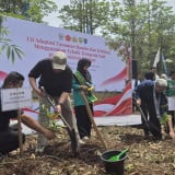 Cara Alami Pulihkan Lahan Gambut Akibat Karhutla, BPGMN: Satu Rumpun Bambu Simpan 5.000 Liter Air