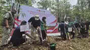 Cara Alami Pulihkan Lahan Gambut Akibat Karhutla, BPGMN: Satu Rumpun Bambu Simpan 5.000 Liter Air